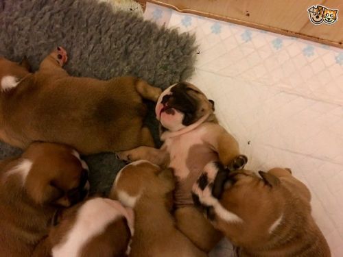 Gorgeous English Bulldogs TEXT , ***