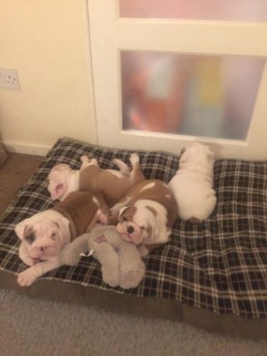 Stunning English Bulldog Puppies