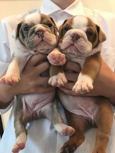 Beautiful EnglishBulldog puppy