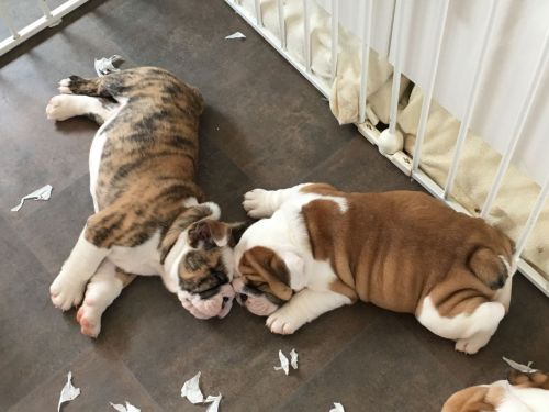 Champion Sired Brindle Kc Bulldogs