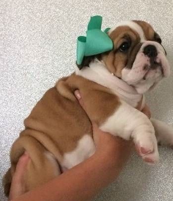 English Bulldog ***
