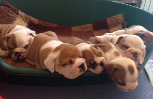 Sealaville Sired Litter Of British Bulldog Babies