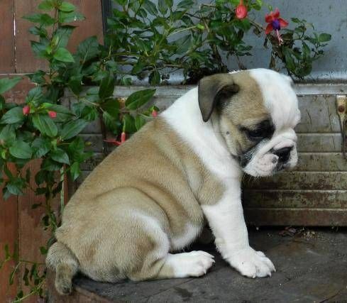 English Bulldog Puppies Available