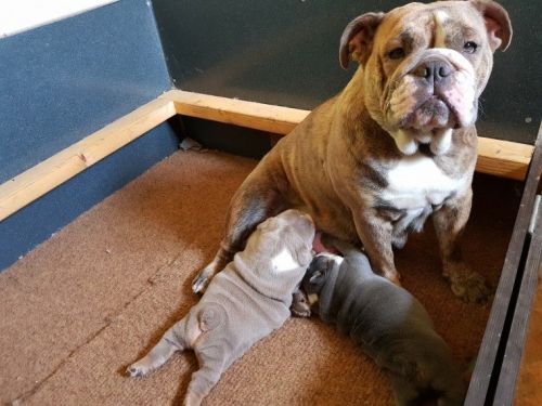Male Bulldog Pup Kc Reg 5m Old