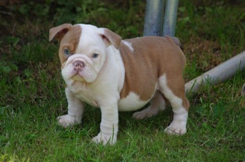 Chocolate Fawn Tri Boy