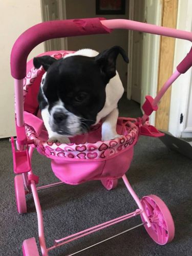 Adorable English Bulldog ready for Rehoming