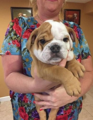 Adorable English bulldog puppies for adoption