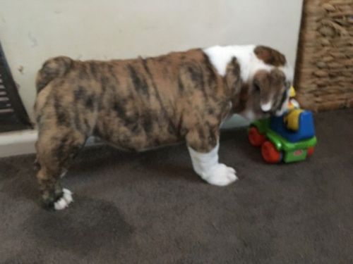 Blue Bull-pei Ready Now!!