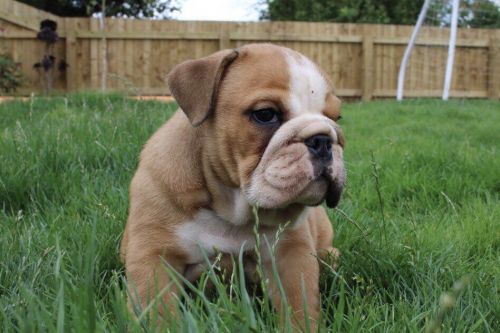 Many Champion Kc Registered Bulldog Puppies