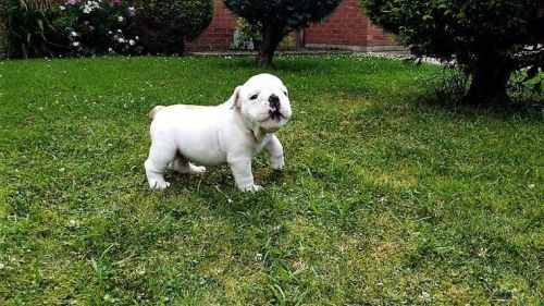 Loveable English Bulldog
