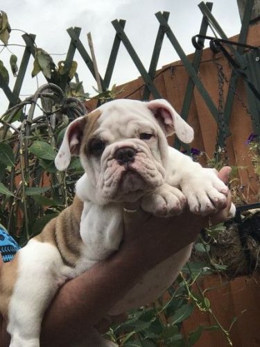 Rare Coloured English Bulldog Pups