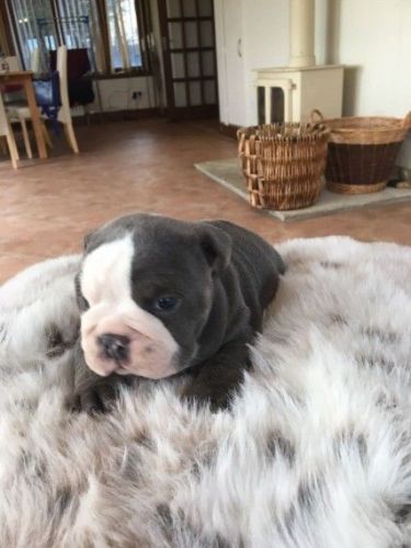 Bulldog Puppies