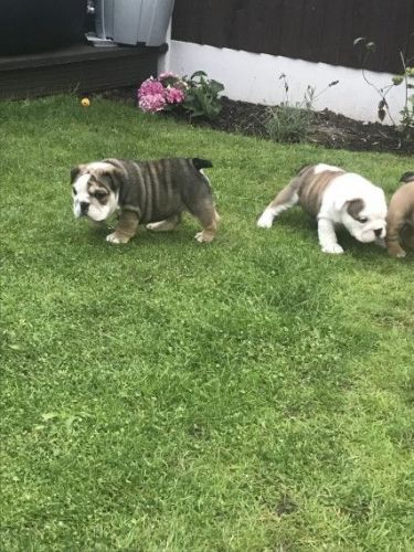 British Bulldog X Old Tyme Bulldog