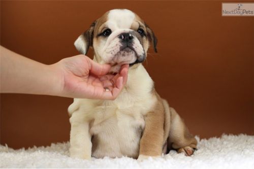 Brown & White female and male bulldogs puppy , 12 weeks old!good dog