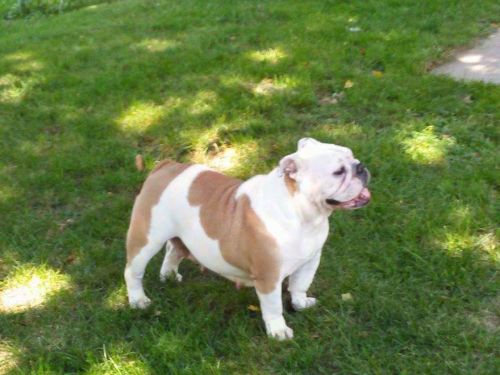 Gorgeous AKC English Bulldog Puppies