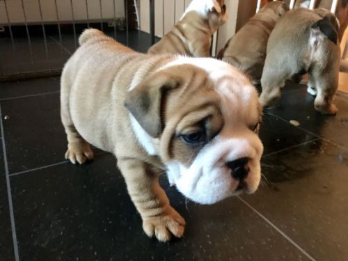 Beautiful Pure English Bulldog Girl And Boys