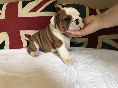 English Bulldog Females