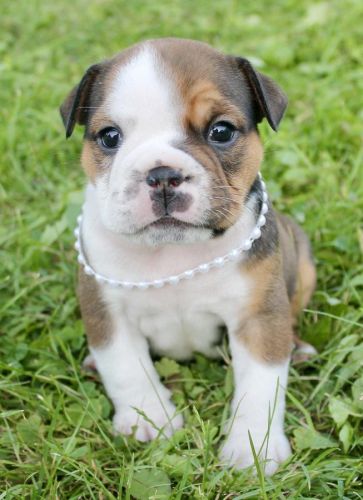 Akc male female english bulldog