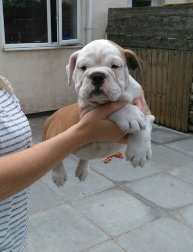 Fully Suited Kc Lilac Tan Triple Carrier