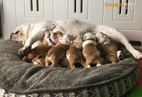 Kc Reg english Bulldog Puppies For Sale
