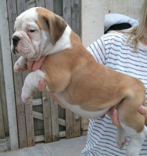 Pure Breed English Bulldog Puppies For Sale