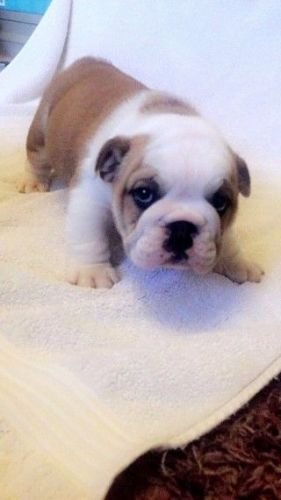 Old English Bulldog Blue Tri Bitch No Papers