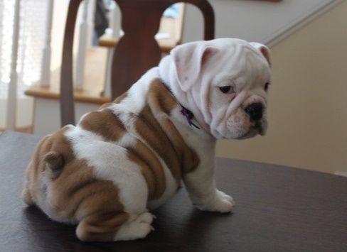 Adorable English Bulldog Puppies for Sale