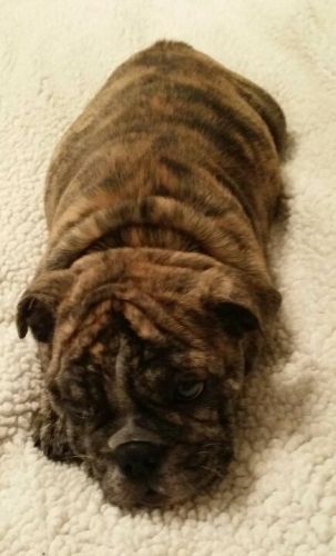 English bulldog puppy- AKC