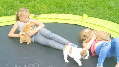 British Bulldog Pups Ready Now