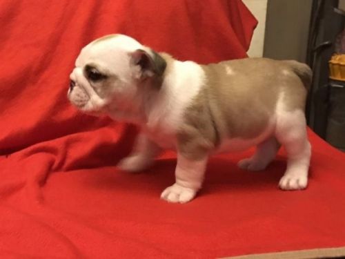 super Adorable English Bulldog Puppies