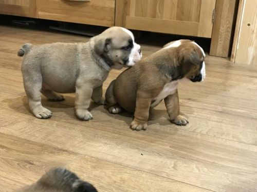 Bulldog Pup For Sale