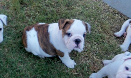 Healthy English bulldog puppies