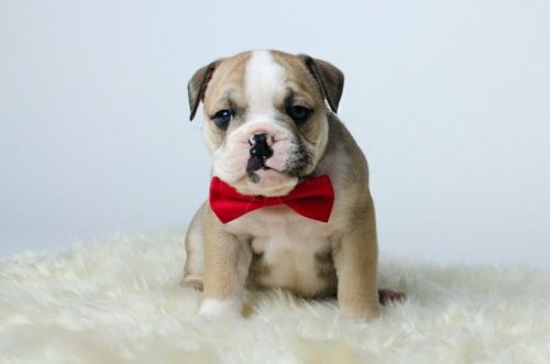 Kc Registered British Bulldog