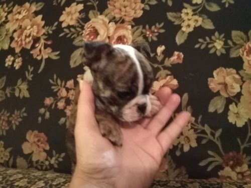 Female English Bulldog
