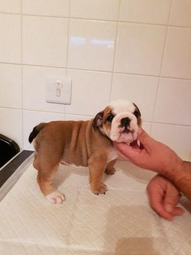 English Bulldog Puppies For Sale