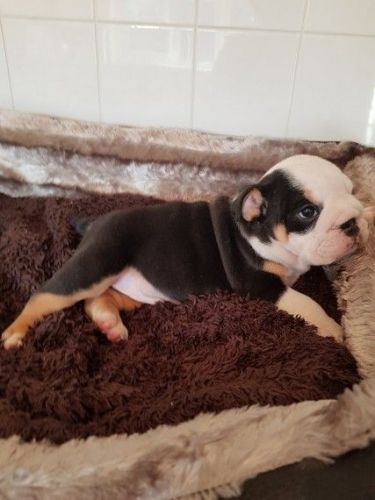 Kennel Club English Bulldogs