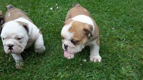 English Bulldog Puppies For Sale