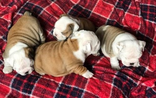 Quality Litter Of Biritish Bulldog Puppies.