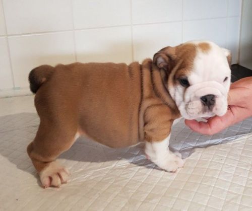 Cute English Bulldog Puppies