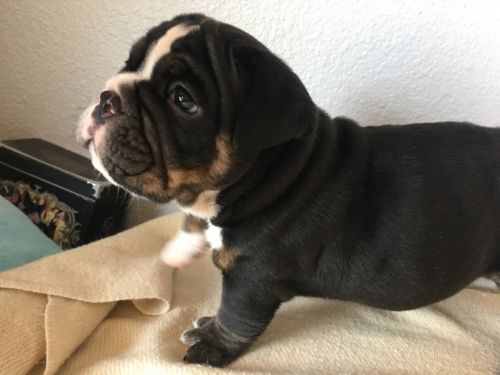 Chocolate and Black Tri English Bulldog Puppies