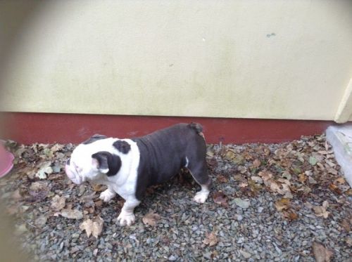 **stunning Blue Tri English Bulldog**,text ***