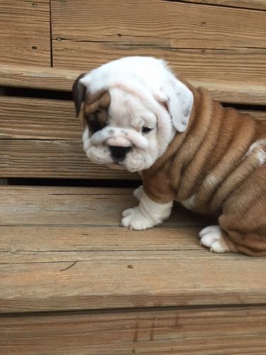 English bulldog