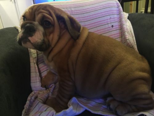 Amazing Akc English Bulldog Puppies
