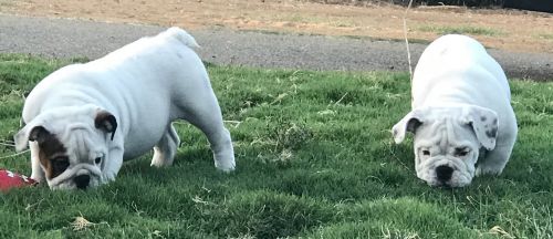 AKC English Bulldog Puppies