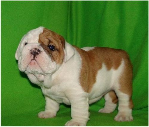 Gorgeous English Bulldog puppies available