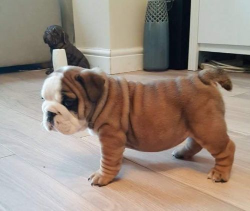 English Bulldog