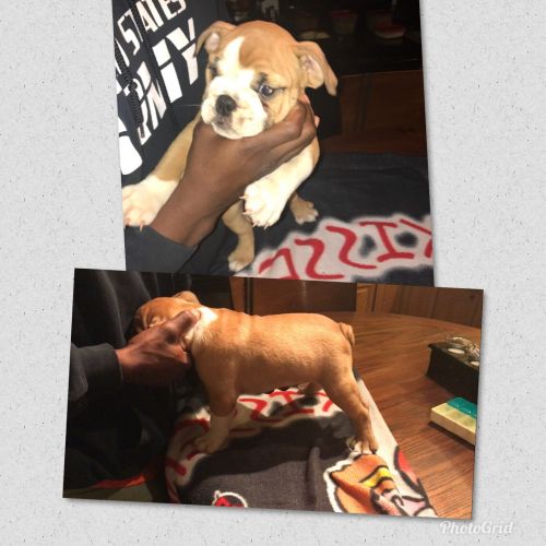 English Bulldog Puppies