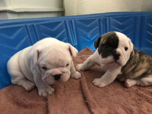 Adorable English Bulldog Puppies for Christmas
