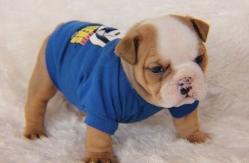 Top Class English Bulldog Puppies Available