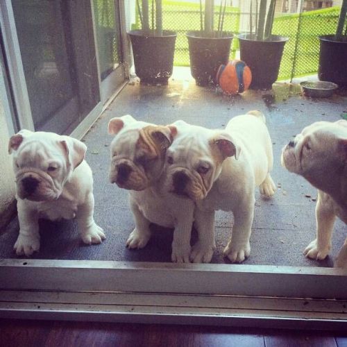 English Bulldog puppies